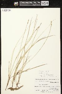 Carex siccata image