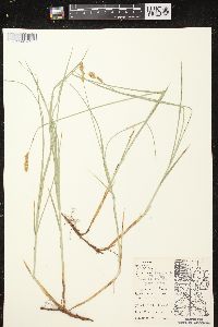 Carex siccata image