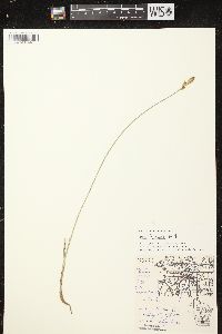 Carex siccata image