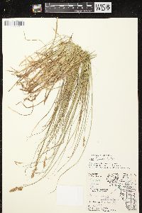 Carex siccata image