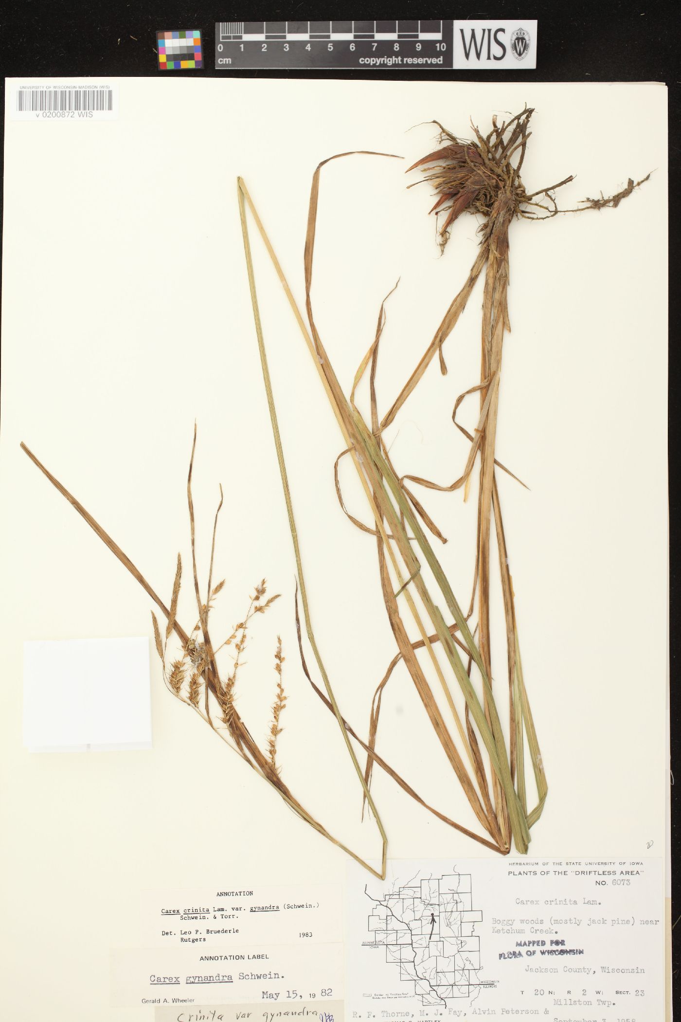 Carex gynandra image