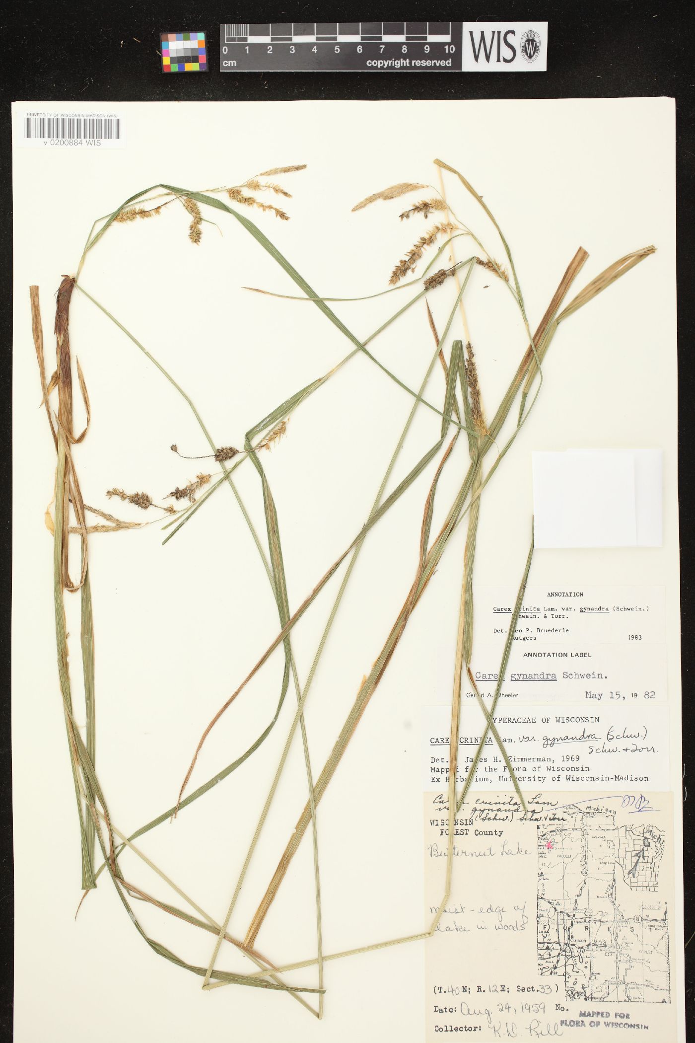 Carex gynandra image