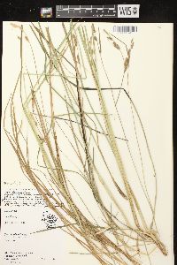 Carex haydenii image