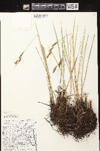 Carex haydenii image