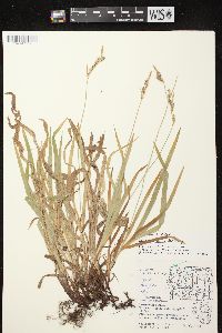 Carex hirtifolia image