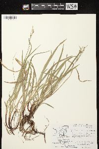 Carex hirtifolia image