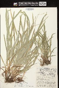 Carex hirtifolia image