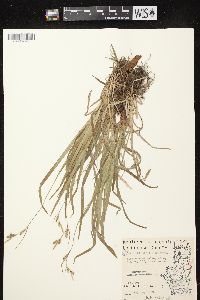 Carex hirtifolia image