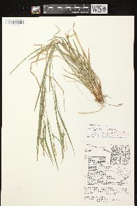 Carex hitchcockiana image