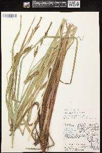 Carex lacustris image