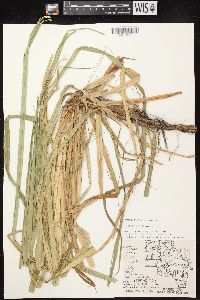 Carex lacustris image