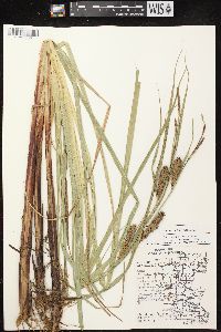 Carex lacustris image