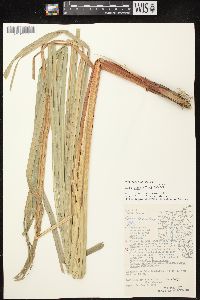 Carex lacustris image