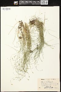 Carex leptalea subsp. leptalea image