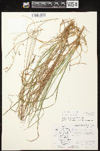 Carex magellanica image