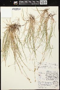 Carex peckii image