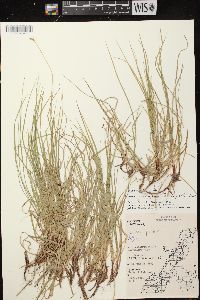 Carex peckii image