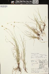 Carex peckii image