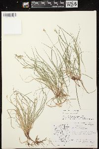 Carex peckii image