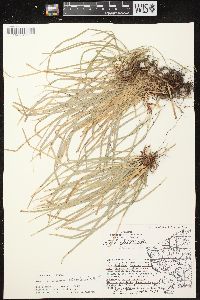 Carex pedunculata image