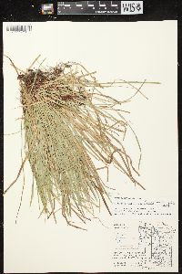 Carex pedunculata image