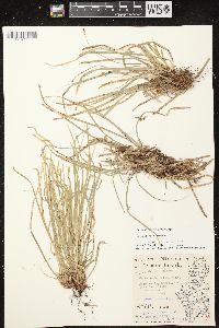 Carex pedunculata image