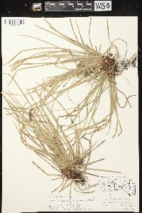 Carex pedunculata image