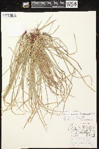 Carex pedunculata image