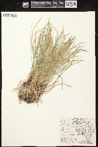 Carex pedunculata image