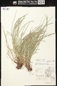 Carex pedunculata image