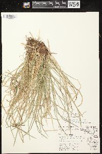 Carex pedunculata image