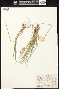 Carex pedunculata image