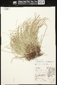 Carex pedunculata image