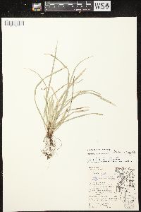 Carex pedunculata image