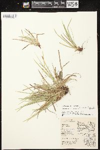 Carex pedunculata image