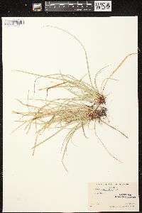 Carex pedunculata image