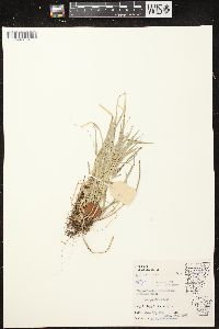 Carex pedunculata image