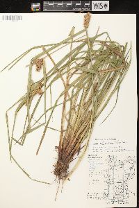 Carex retrorsa image