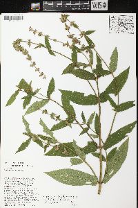 Stachys tenuifolia image