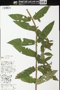 Stachys tenuifolia image