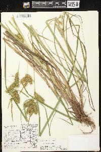 Carex retrorsa image