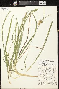 Carex retrorsa image