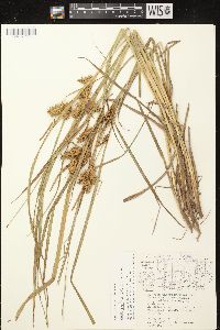 Carex retrorsa image