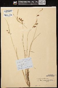 Carex magellanica image