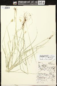 Carex projecta image