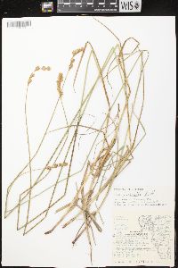 Carex bicknellii image