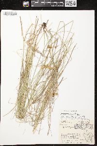 Carex bicknellii image