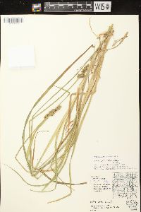 Carex stipata var. stipata image