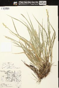 Carex stipata var. stipata image