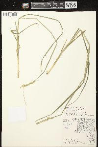 Carex stipata var. stipata image